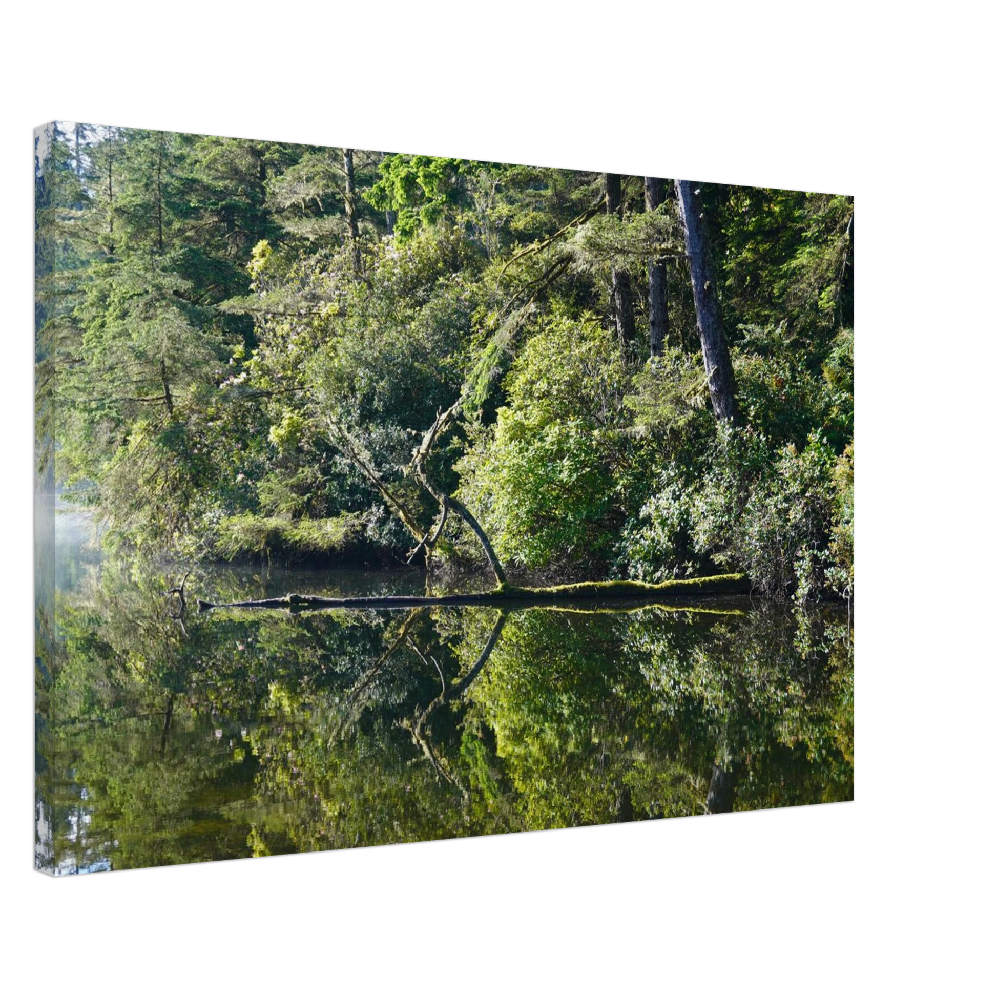 Calm Oregon lake reflecting evergreen forest and shoreline as canvas wall art.