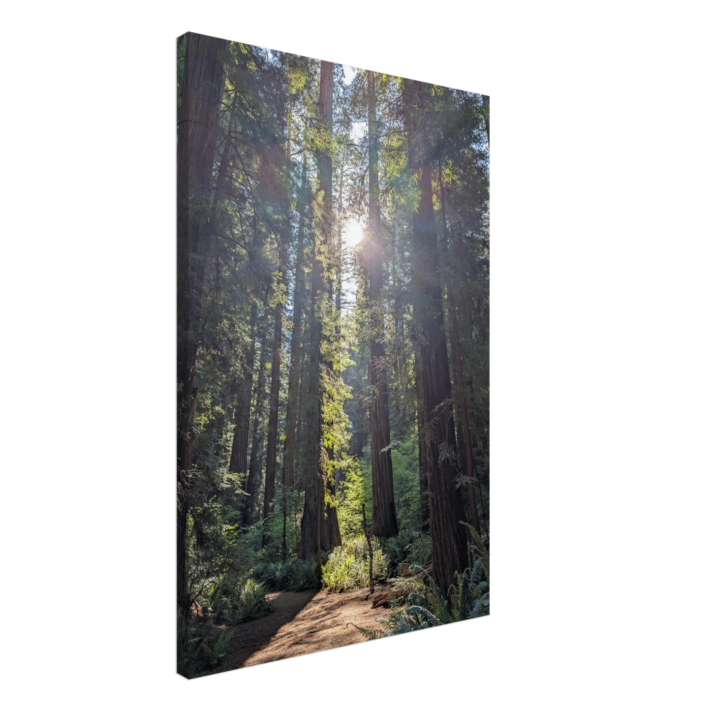 Sunlight shining through redwoods onto a trail in Stout Grove as canvas wall art.