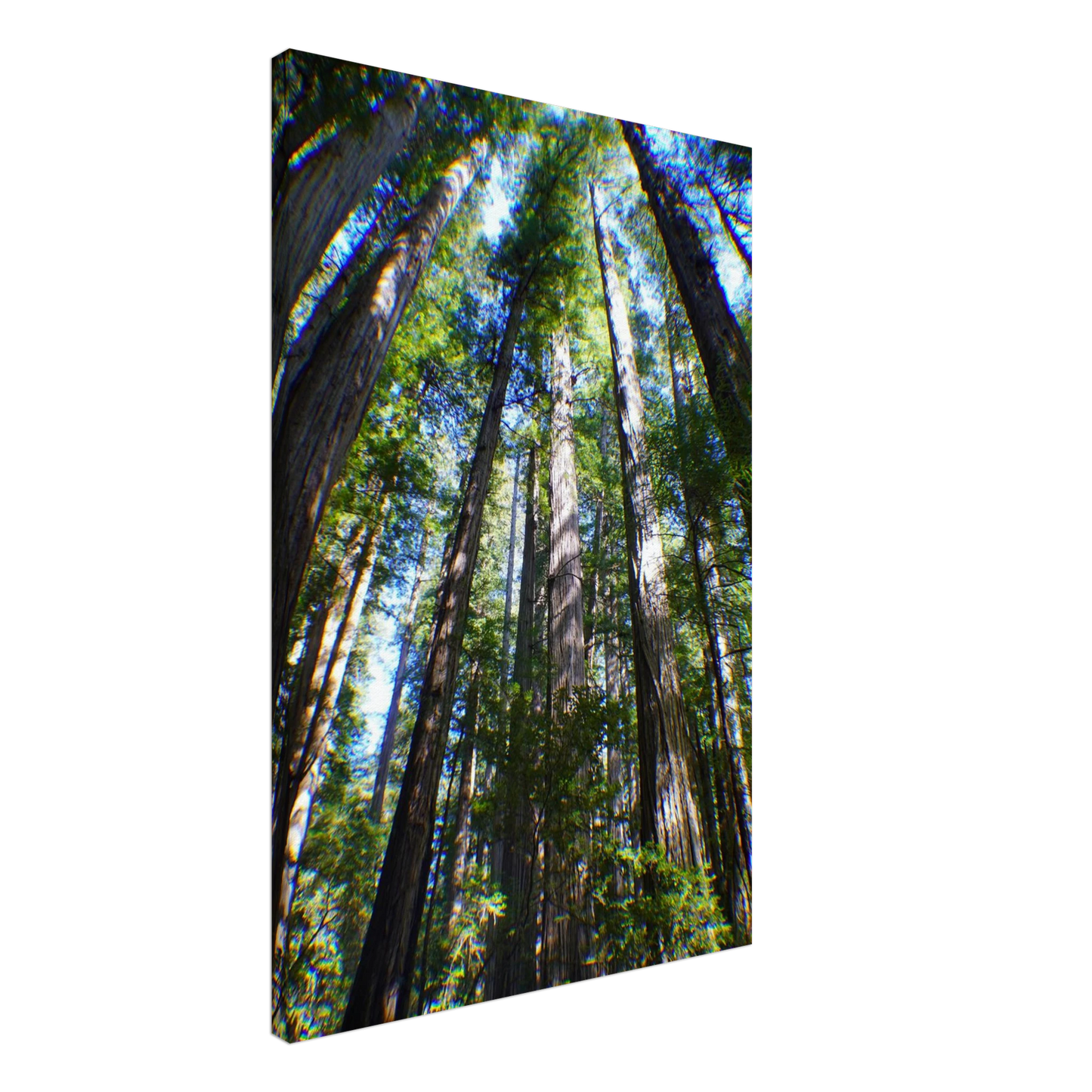Tall redwood trees viewed upward toward the forest canopy as canvas wall art.