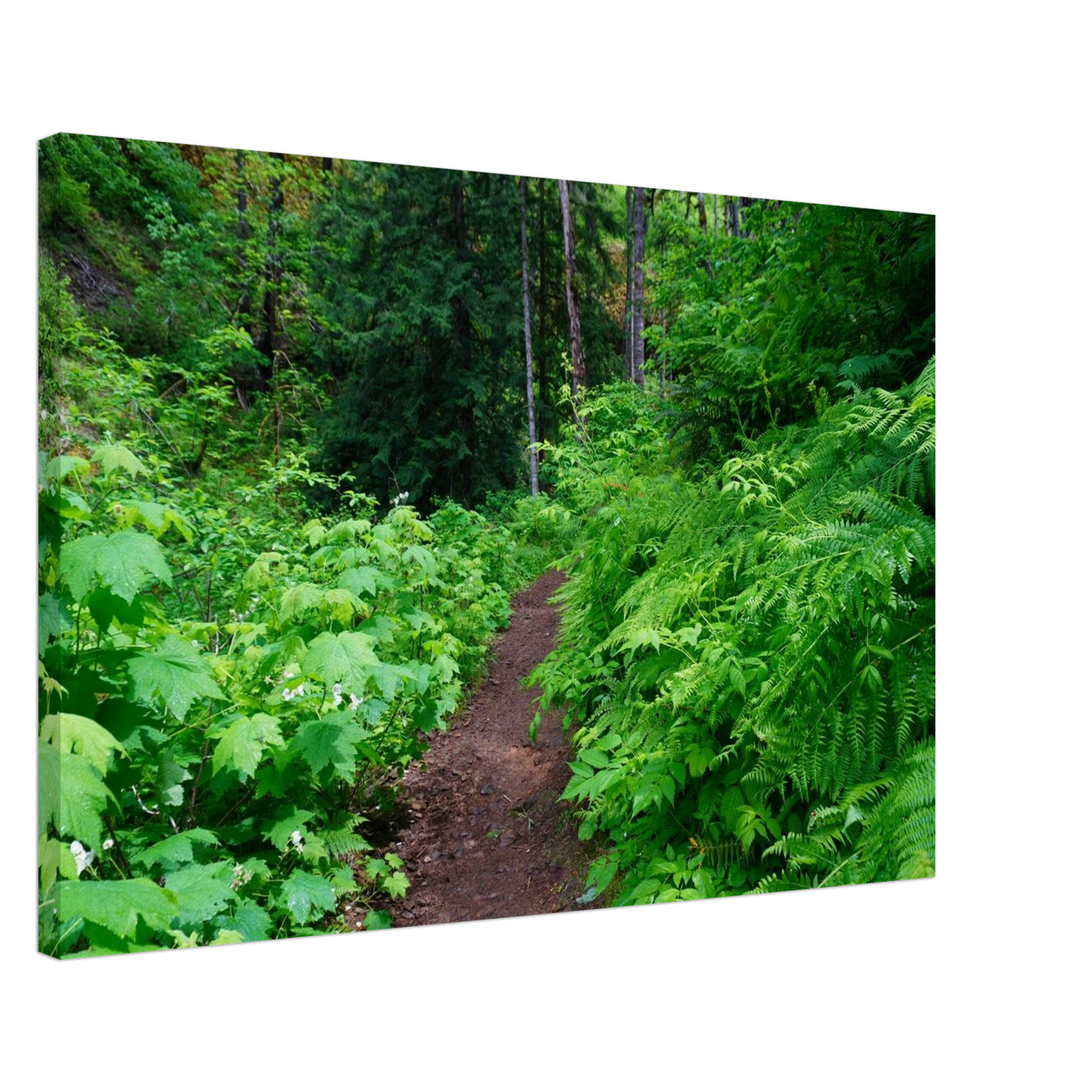 Lush Oregon forest trail surrounded by ferns and greenery as canvas wall art.