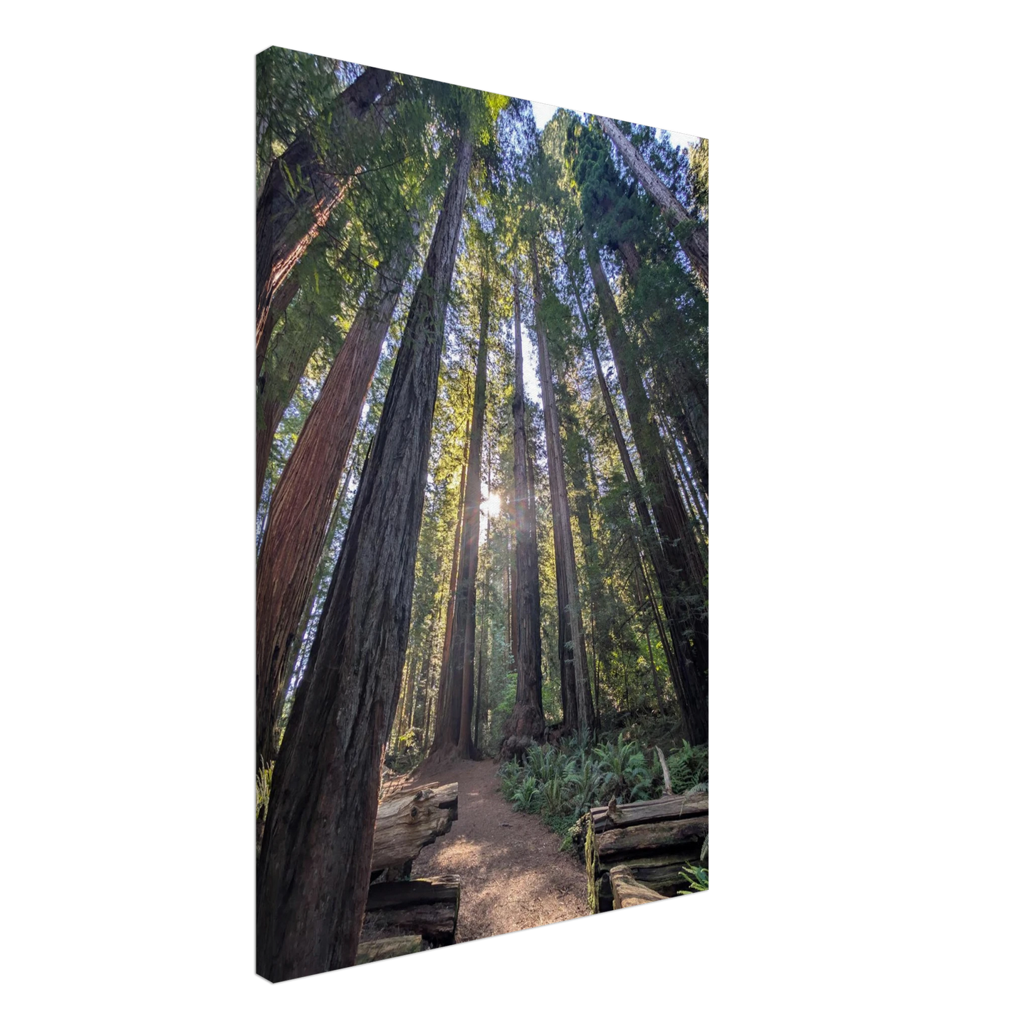 Sunbeams shining through tall redwoods in Stout Grove forest as canvas wall art.