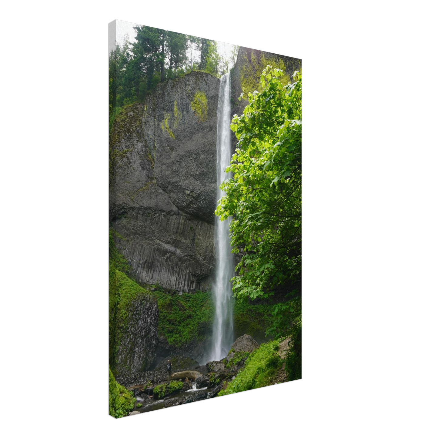Latourell Falls dropping beside mossy basalt cliffs and green forest as canvas wall art.