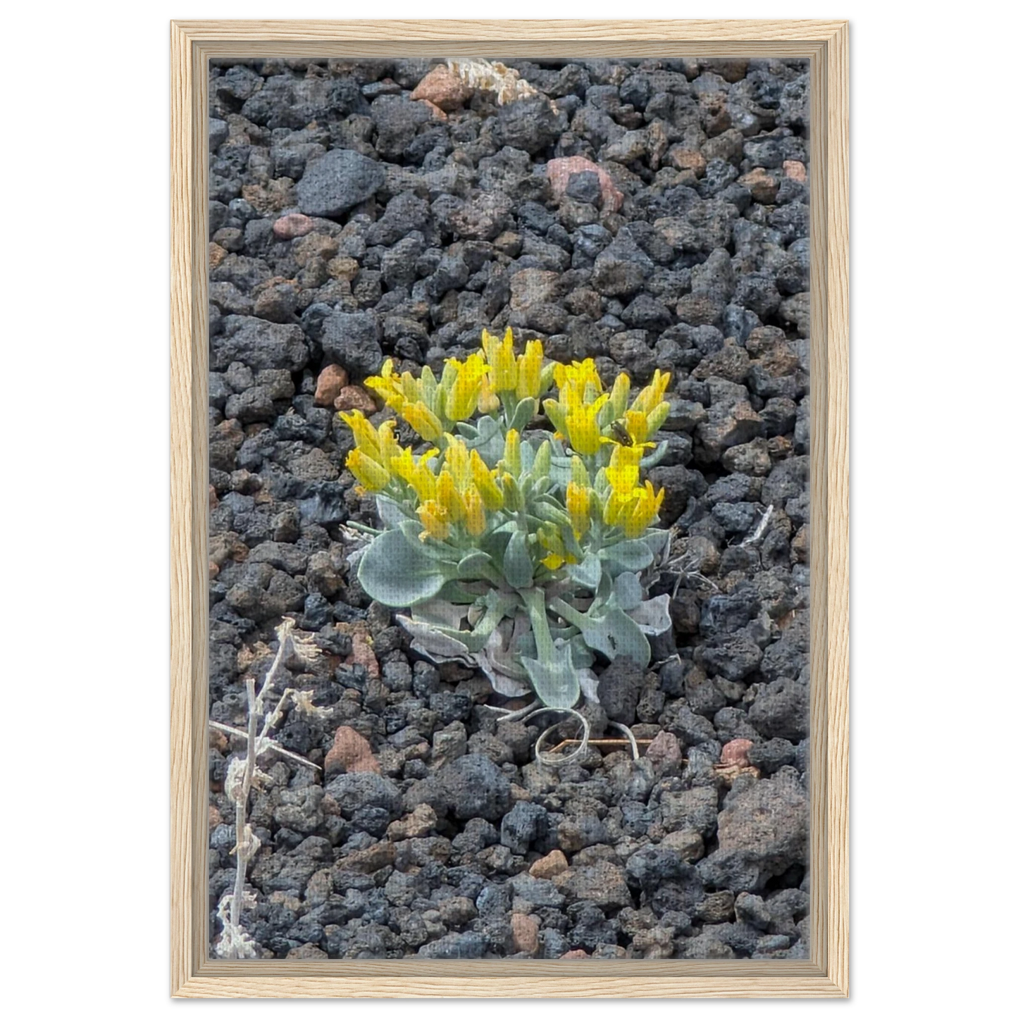 Yellow blooming cactus growing from rugged desert ground as Southwest canvas wall art.