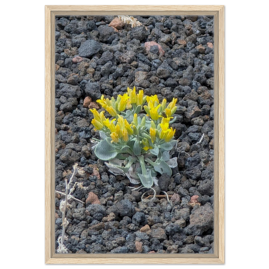 Yellow blooming cactus growing from rugged desert ground as Southwest canvas wall art.