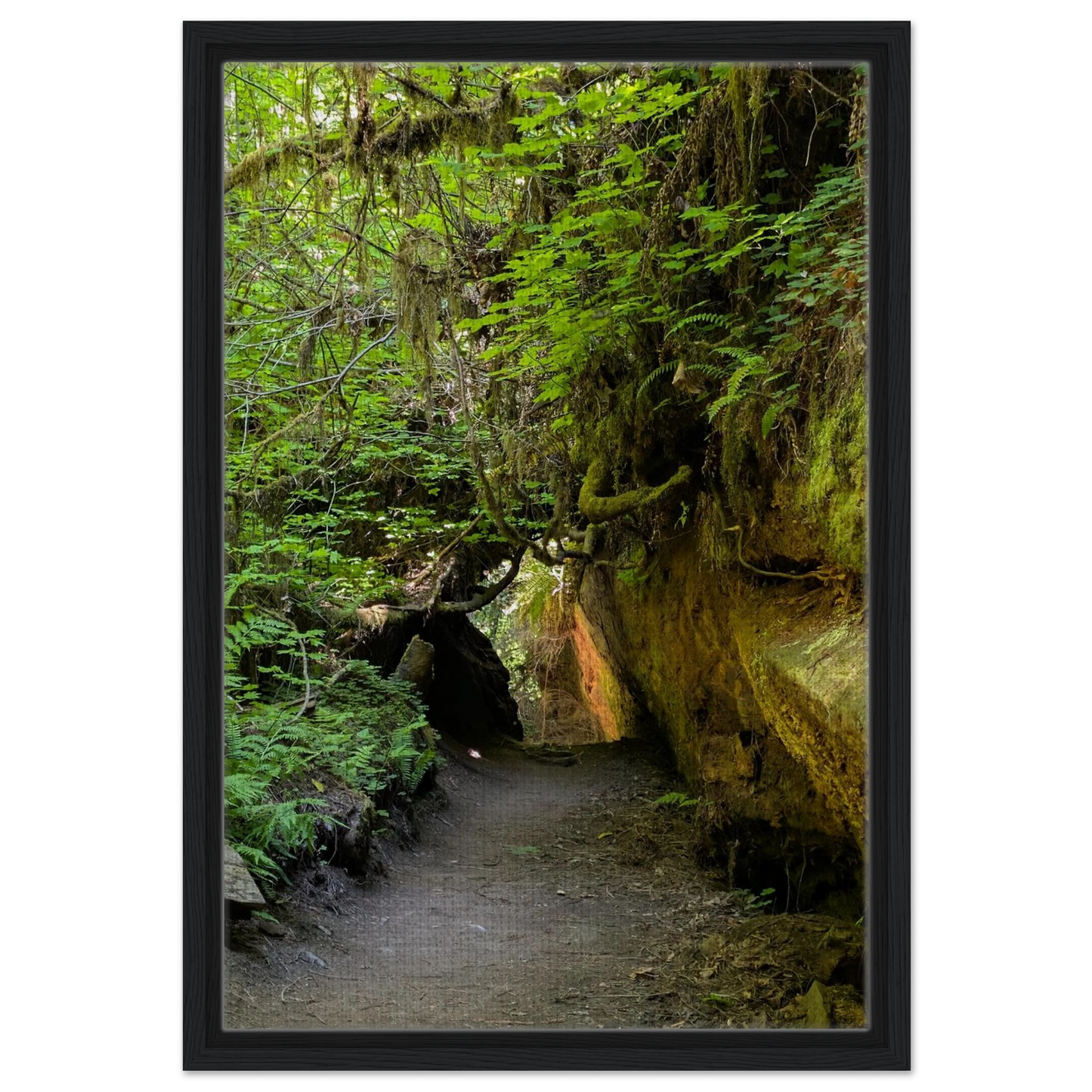 Forest trail passing through massive redwoods and greenery in the Grove of Titans as canvas wall art.