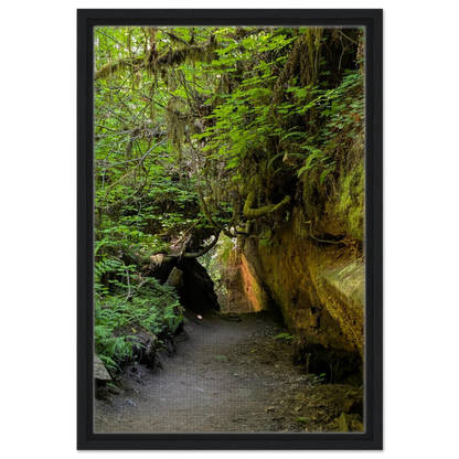 Forest trail passing through massive redwoods and greenery in the Grove of Titans as canvas wall art.