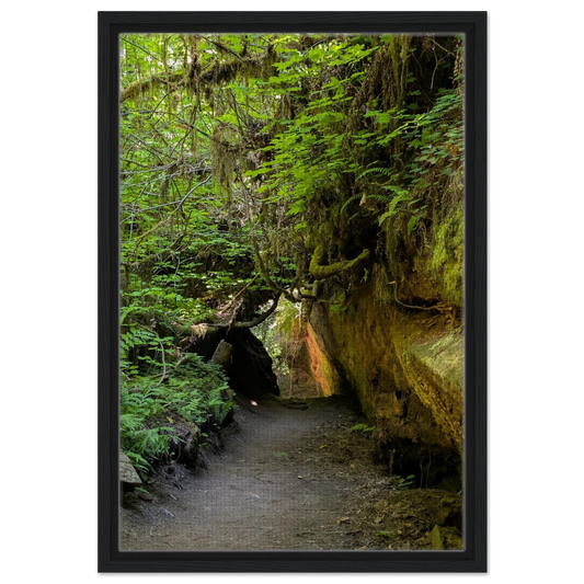 Forest trail passing through massive redwoods and greenery in the Grove of Titans as canvas wall art.