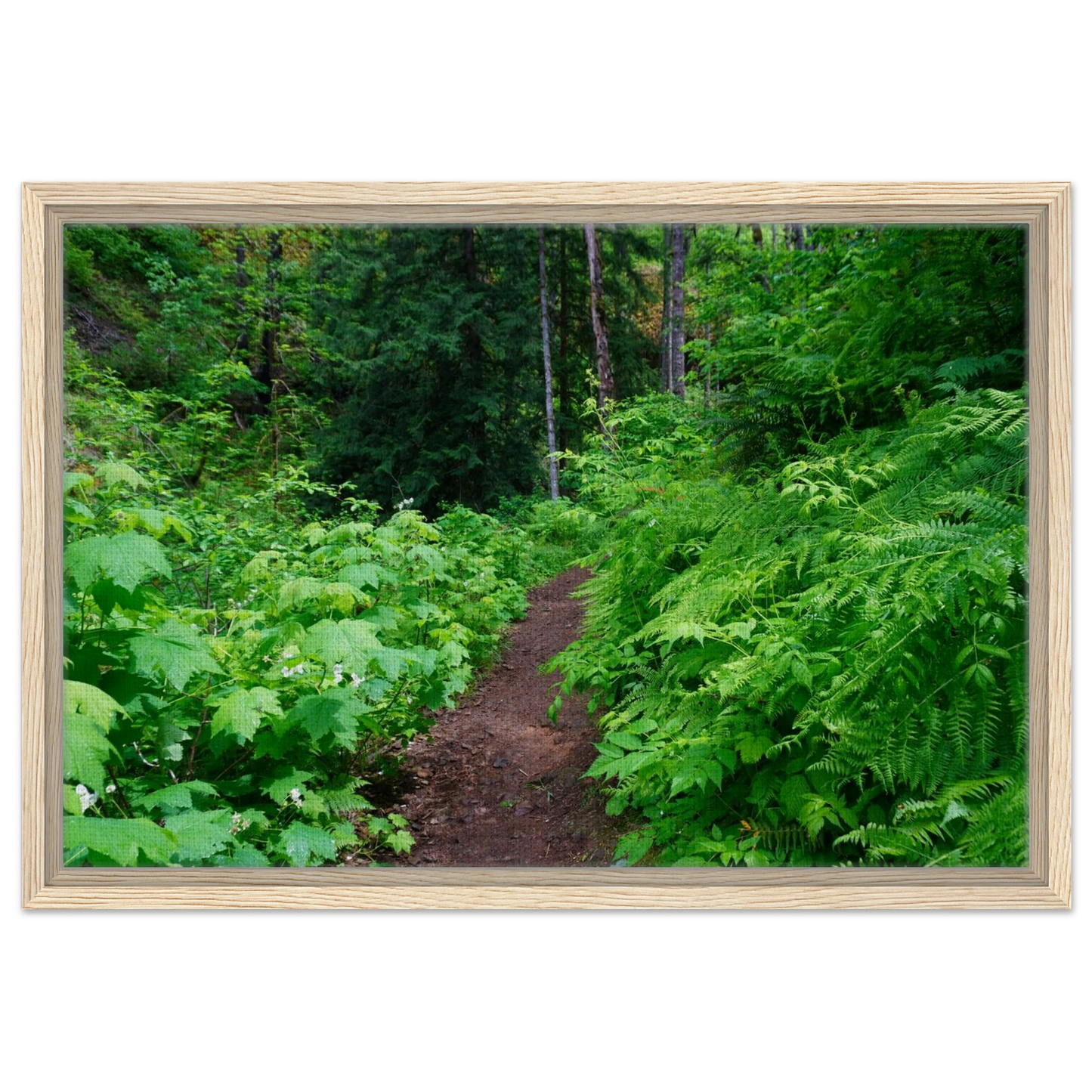 Lush Oregon forest trail surrounded by ferns and greenery as canvas wall art.