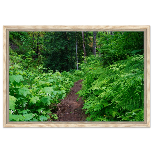 Lush Oregon forest trail surrounded by ferns and greenery as canvas wall art.