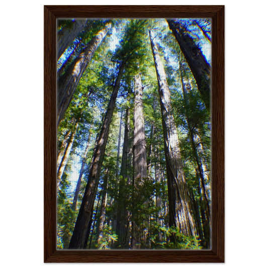Tall redwood trees viewed upward toward the forest canopy as canvas wall art.