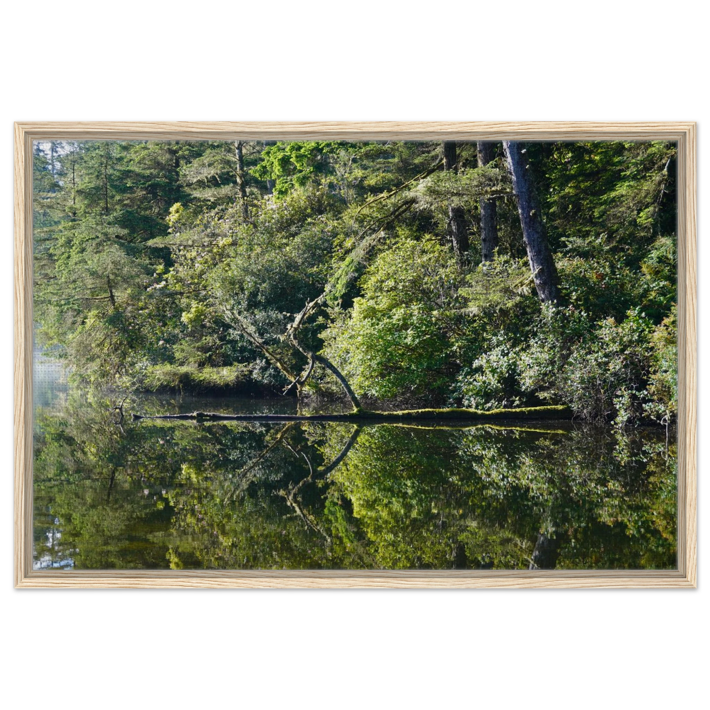 Calm Oregon lake reflecting evergreen forest and shoreline as canvas wall art.
