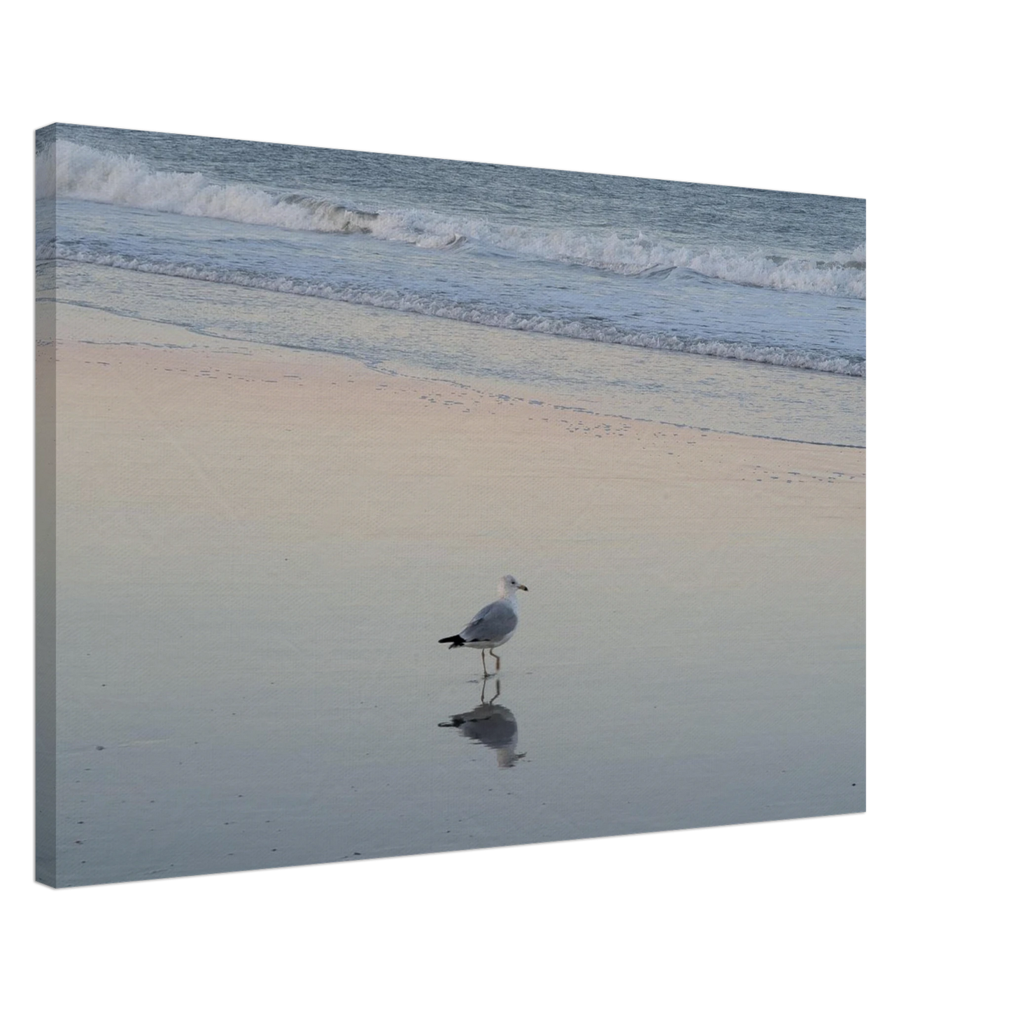 Single seagull reflected on wet beach sand captured as minimalist coastal canvas wall art.
