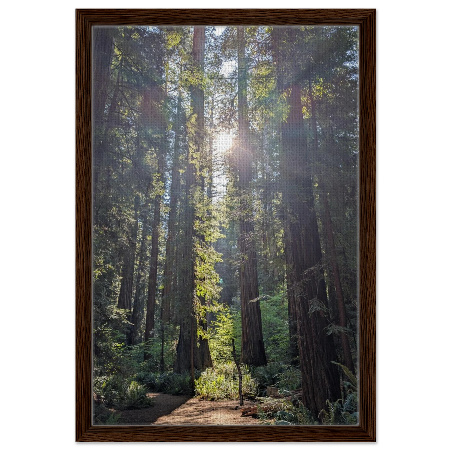 Sunlight shining through redwoods onto a trail in Stout Grove as canvas wall art.