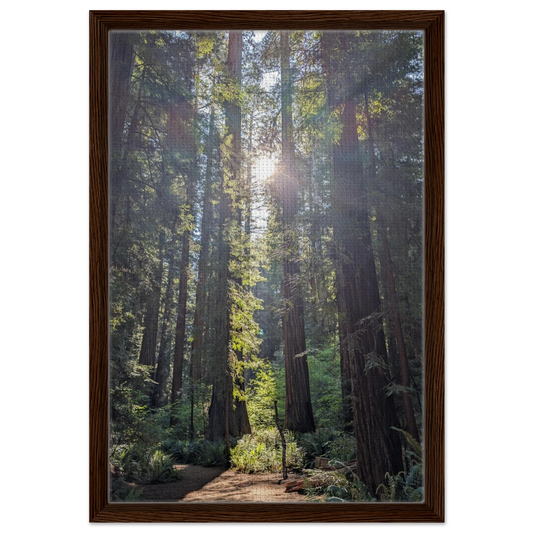 Sunlight shining through redwoods onto a trail in Stout Grove as canvas wall art.