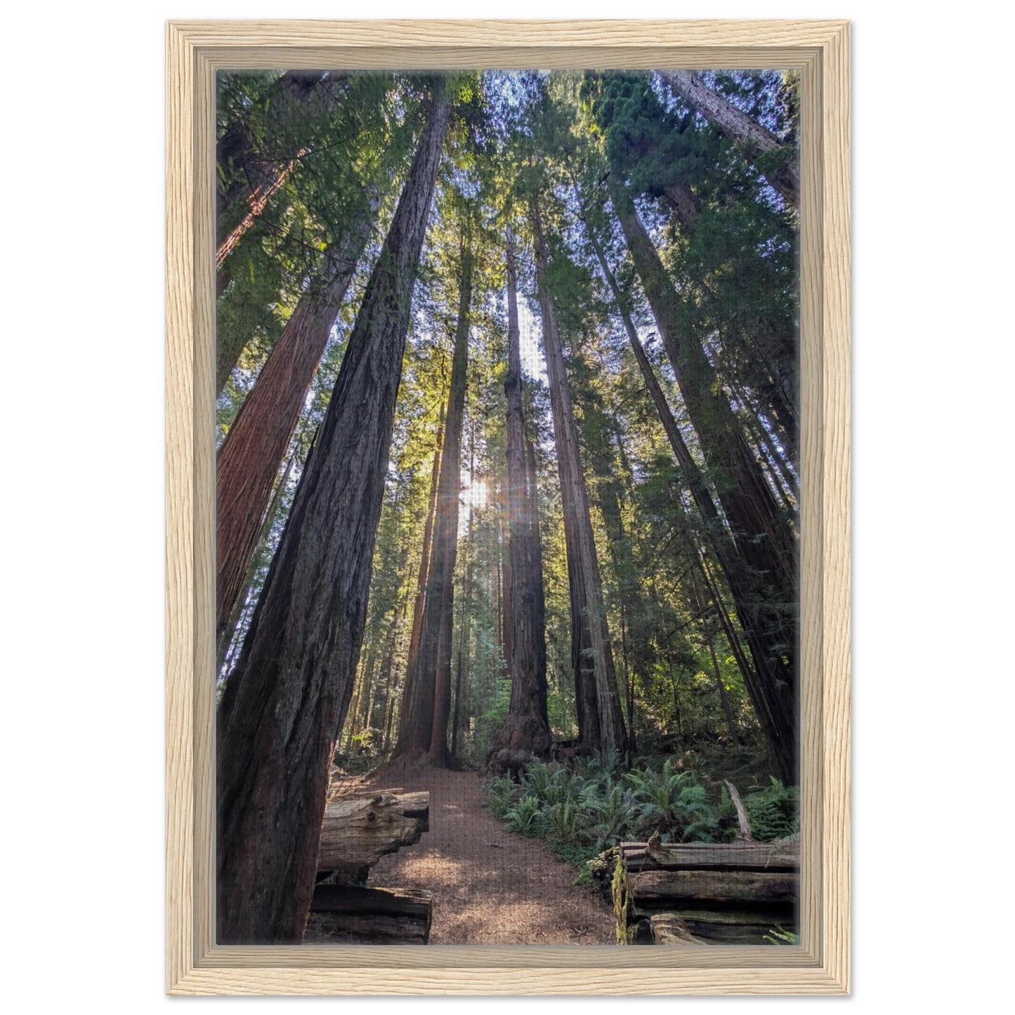 Sunbeams shining through tall redwoods in Stout Grove forest as canvas wall art.