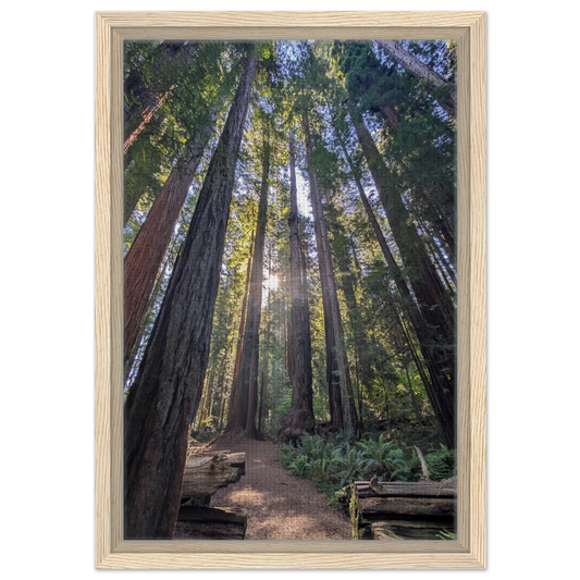 Sunbeams shining through tall redwoods in Stout Grove forest as canvas wall art.